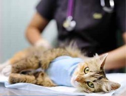 Bien-être animal - La stérilisation des chats